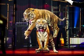 Les_tigres_de_Redi_Montico__Cirque_dHiver_Bouglione_de_Paris