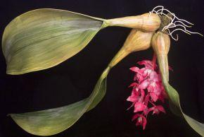 ARCHIPEL SECRET Chris Chong Chan Fui