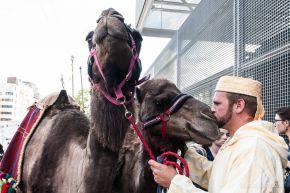 galartik-42adelap-0269