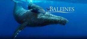 baleines slide programme1