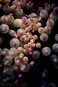 october-8th-10h30am-flores-sea-web--686x1024