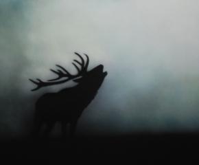 Electroplatane – Galerie In Situ / Fabienne Leclerc