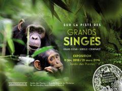L’exposition  « Sur la piste des grands singes » continue ! – Museum national d’Histoire naturelle