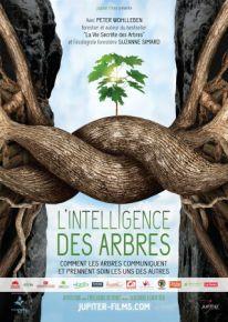 Lintelligence_des_arbres_-_documentaire_de_De_Julia_Dordel_Guido_Tölke