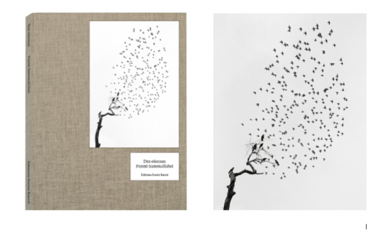 Vibrant hommage de Pentti Sammallahti aux oiseaux