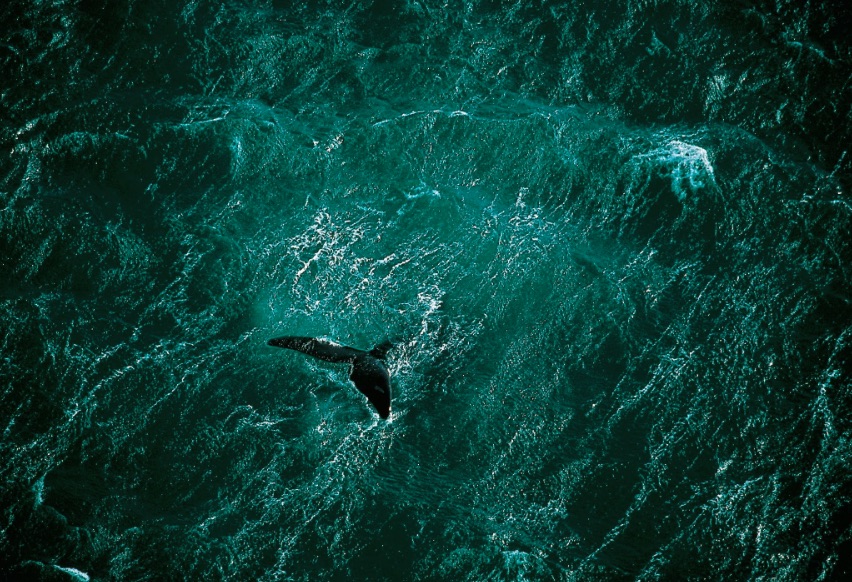 Passion-Bleue-Yann-Arthus-Bertrand